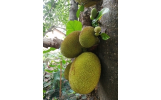 案例展示